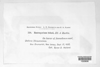 Alternaria solani image